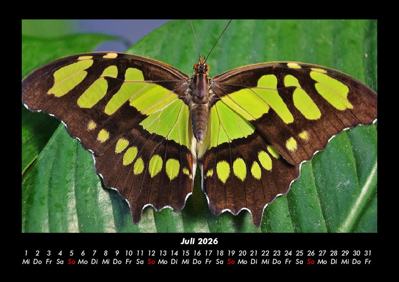 Bunte Pracht der Schmetterlinge Fotokalender 2026 - 7