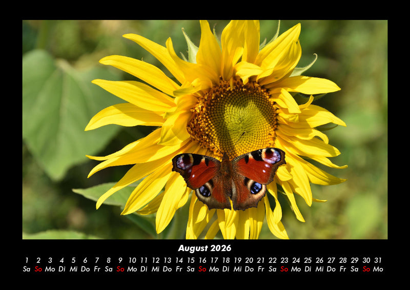 Bunte Pracht der Schmetterlinge Fotokalender 2026 - 8