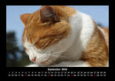 Für Katzenfreunde Fotokalender 2026 - 9