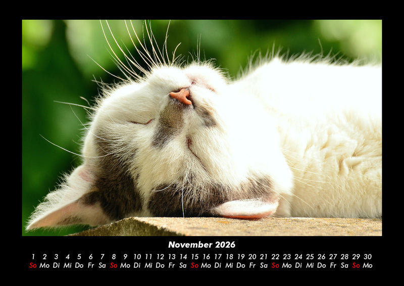 Für Katzenfreunde Fotokalender 2026 - 11