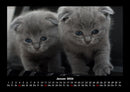 Für Katzenfreunde Fotokalender 2026 - 1