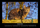 Für Katzenfreunde Fotokalender 2026 - 2