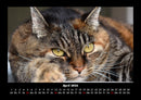 Für Katzenfreunde Fotokalender 2026 - 4
