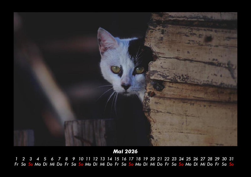 Für Katzenfreunde Fotokalender 2026 - 5