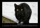 Für Katzenfreunde Fotokalender 2026 - 8