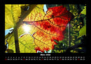 Natur Fotokalender 2026 - 3
