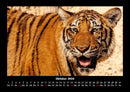 Tiger Fotokalender 2026 - 10