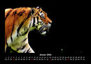 Tiger Fotokalender 2026 - 1