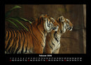 Tiger Fotokalender 2026 - 2