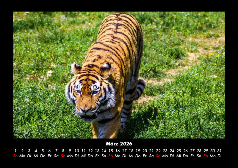 Tiger Fotokalender 2026 - 3