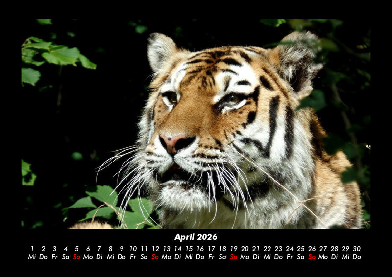 Tiger Fotokalender 2026 - 4