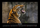 Tiger Fotokalender 2026 - 6