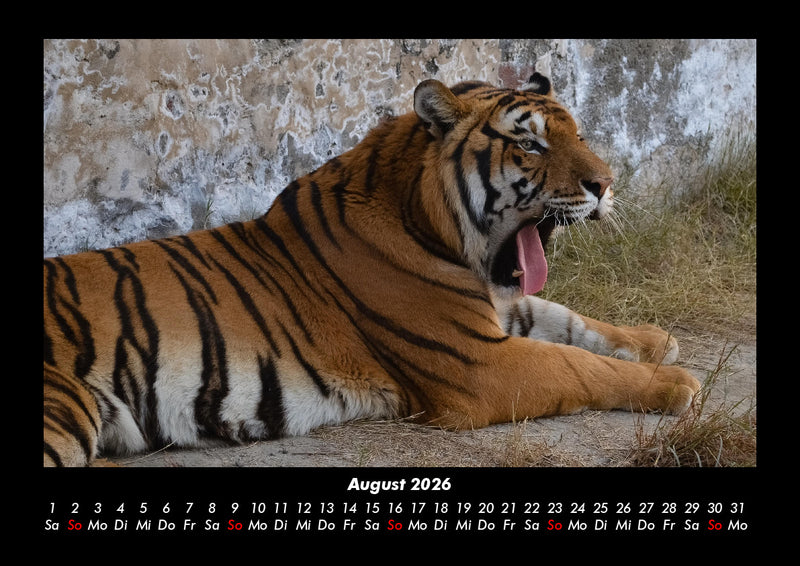 Tiger Fotokalender 2026 - 8