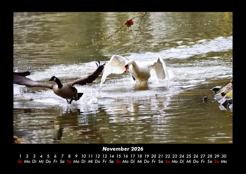 Welt der Tiere Fotokalender 2026 - 11