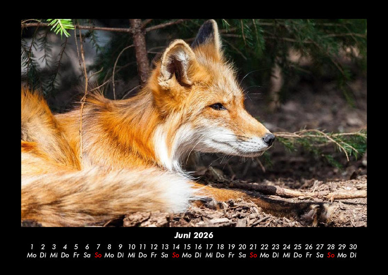 Welt der Tiere Fotokalender 2026 - 6