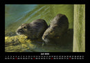 Welt der Tiere Fotokalender 2026 - 7