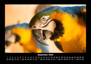 Vögel Fotokalender 2026 - 9