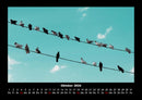 Vögel Fotokalender 2026 - 10