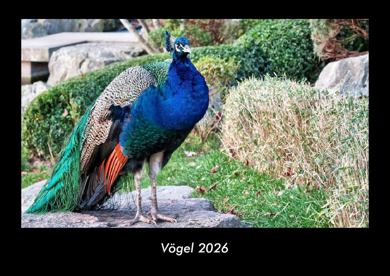 Vögel Fotokalender 2026 - Hauptbild