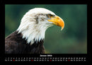Vögel Fotokalender 2026 - 1
