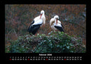 Vögel Fotokalender 2026 - 2