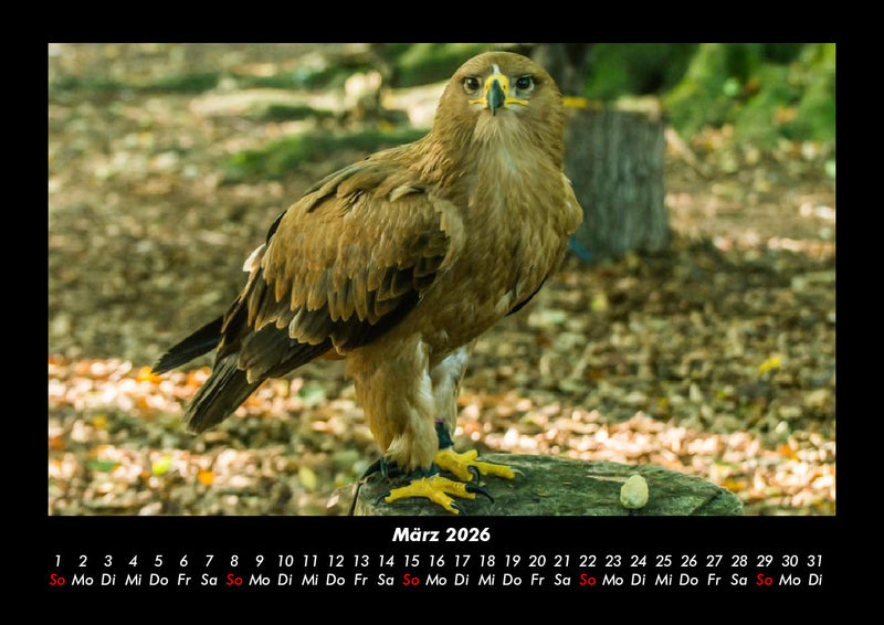 Vögel Fotokalender 2026 - 3