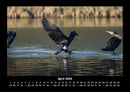 Vögel Fotokalender 2026 - 4