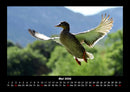 Vögel Fotokalender 2026 - 5