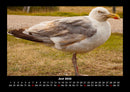 Vögel Fotokalender 2026 - 6