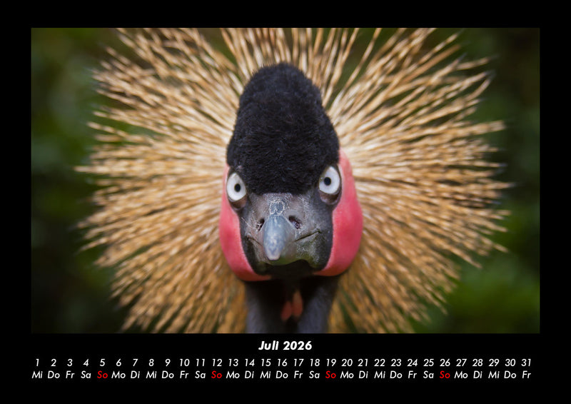 Vögel Fotokalender 2026 - 7