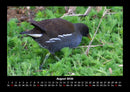 Vögel Fotokalender 2026 - 8