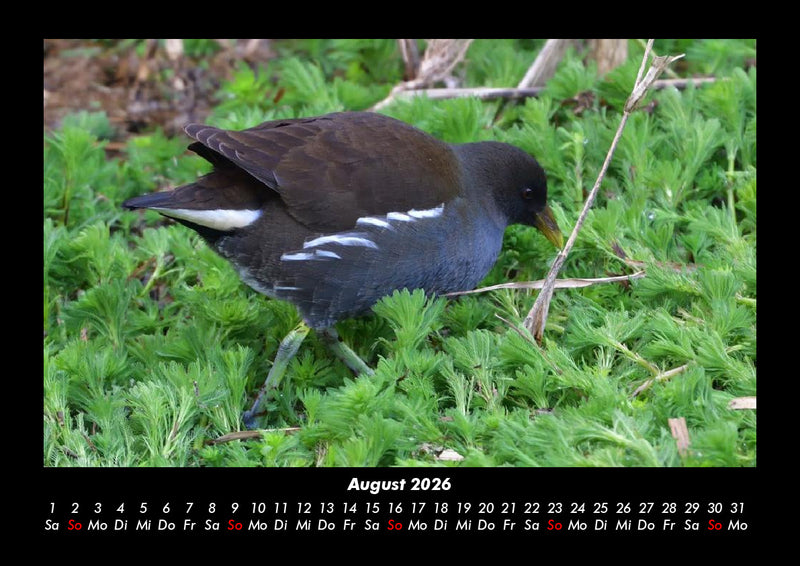 Vögel Fotokalender 2026 - 8