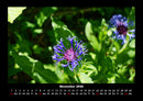 Blumenträume Fotokalender 2026 - 11