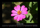 Blumenträume Fotokalender 2026 - 12