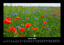 Blumenträume Fotokalender 2026 - 1