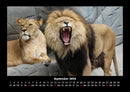 Löwen in der Wildnis Fotokalender 2026 - 9