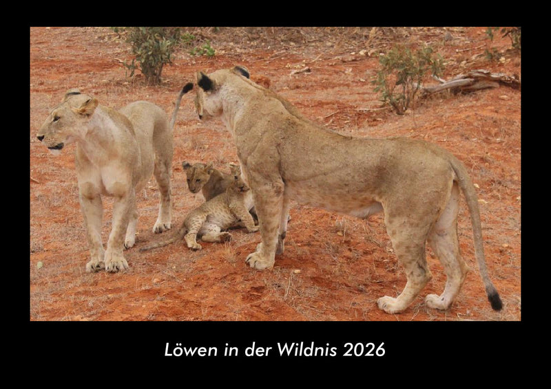 Löwen in der Wildnis Fotokalender 2026 - Hauptbild
