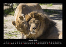 Löwen in der Wildnis Fotokalender 2026 - 1