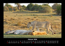 Löwen in der Wildnis Fotokalender 2026 - 2