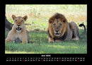 Löwen in der Wildnis Fotokalender 2026 - 6