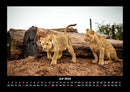 Löwen in der Wildnis Fotokalender 2026 - 7