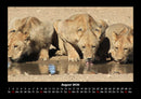 Löwen in der Wildnis Fotokalender 2026 - 8