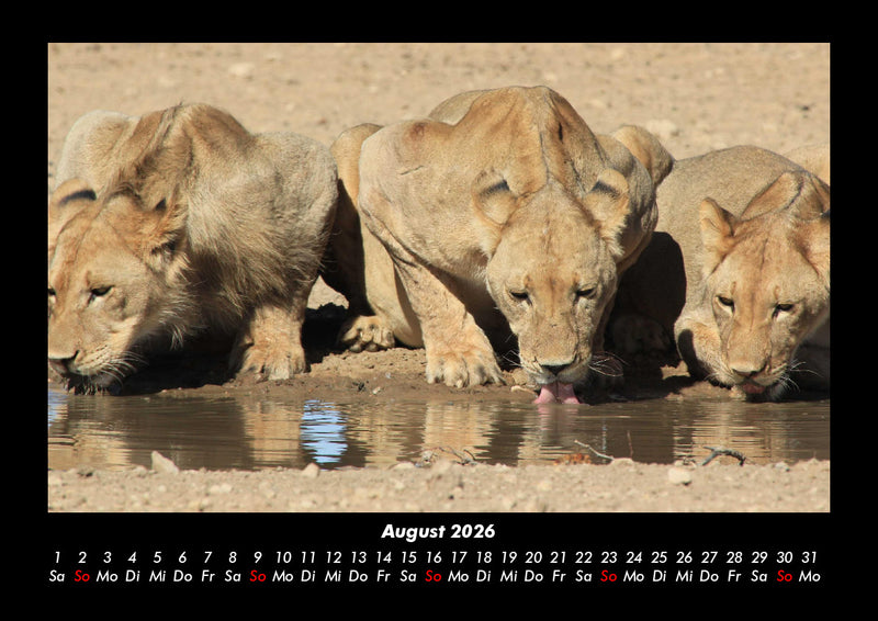 Löwen in der Wildnis Fotokalender 2026 - 8