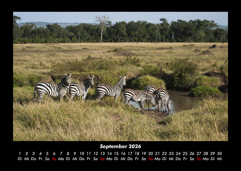 Zebrazauber Fotokalender 2026 - 9