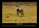 Zebrazauber Fotokalender 2026 - 10