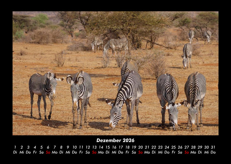 Zebrazauber Fotokalender 2026 - 12