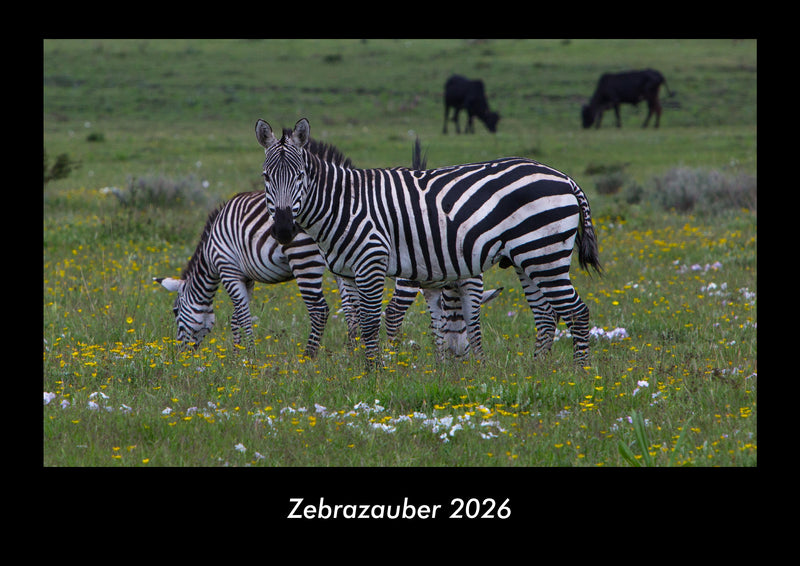 Zebrazauber Fotokalender 2026 - Hauptbild