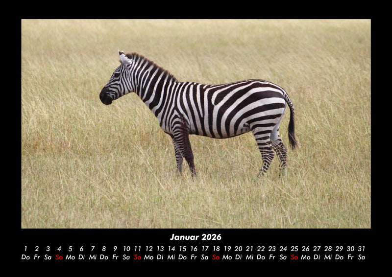 Zebrazauber Fotokalender 2026 - 1