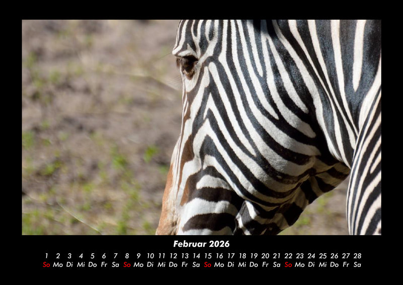 Zebrazauber Fotokalender 2026 - 2