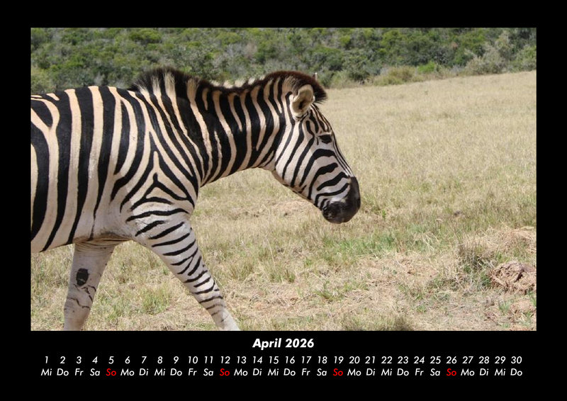 Zebrazauber Fotokalender 2026 - 4